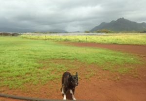 Dog and solar array and storage system